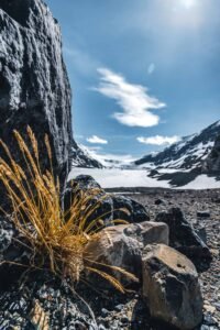 Yellow grass growing beside rocks in a snowy mountain valley under a clear sky