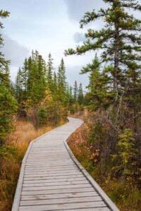 Wooden boardwalk winding through evergreens and autumn foliage under cloudy sky.