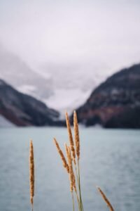 Tall brown grass stalks with a blurred lake and mountainous landscape under an overcast sky.