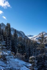 Snow-covered pine forest with mountains and clear blue sky in the background.