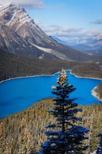Snow-dusted pine tree overlooking a bright blue lake surrounded by forest and mountains.