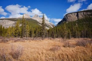Dry grass field with evergreen forest and rocky mountains under a blue sky with clouds