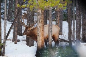Elk with large antlers standing partially hidden among trees in a snowy forest.