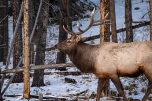 Male elk with large antlers standing in a snowy forest with tall trees and fallen branches.