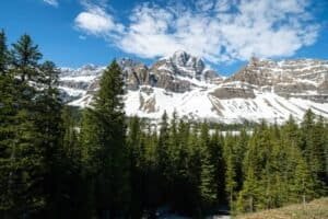 Evergreen forest with snow-covered rocky mountains under a partly cloudy blue sky.
