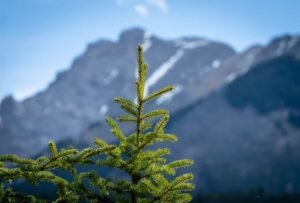 Green pine tree top with blurred mountain range under a clear blue sky.