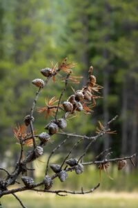 Close-up of tree branches with brown pine cones and dry needles against green forest background