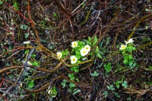 Small white flowers with yellow centers growing among green leaves and brown twigs on forest floor