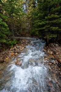 Fast-flowing stream with rocky bed surrounded by dense green forest trees.