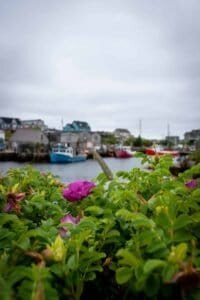 Green foliage with purple flowers in foreground, fishing boats and houses by harbor under cloudy sky.