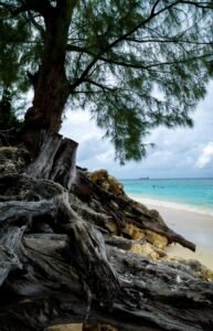 Large tree with sprawling roots on rocky beach shore with turquoise ocean and ship background.